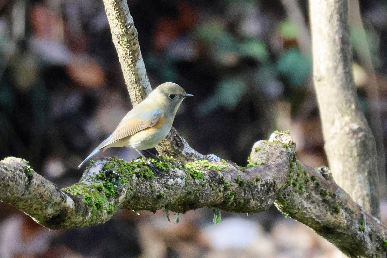 ルリビタキ雌？