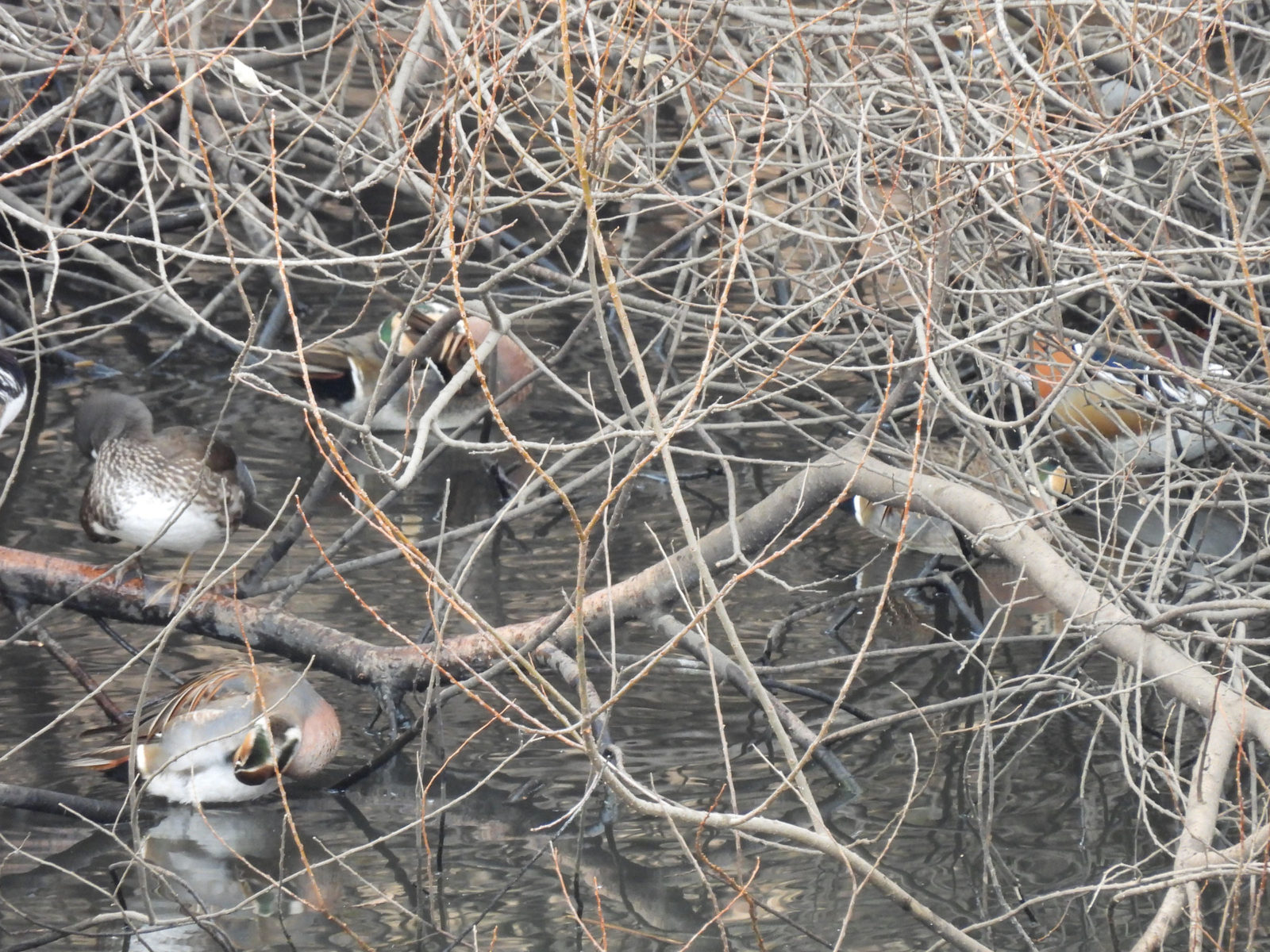 トモエガモ3羽