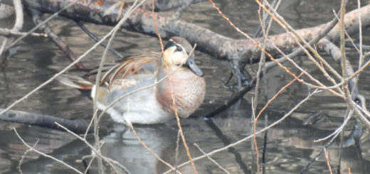 トモエガモ雄