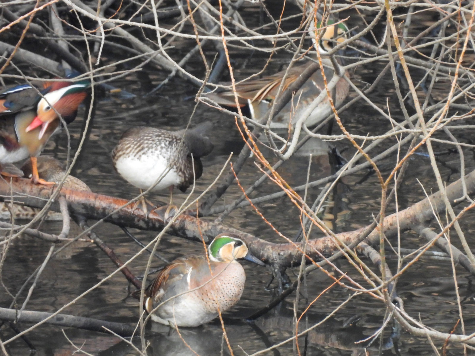 トモエガモ2羽オシドリ2羽