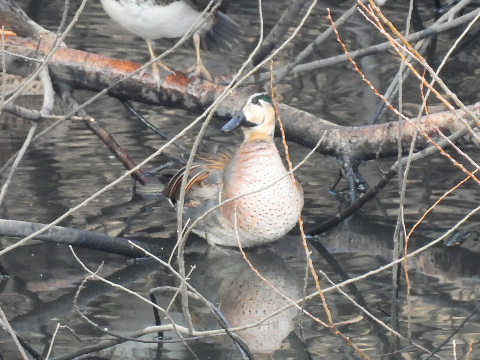 トモエガモ雄