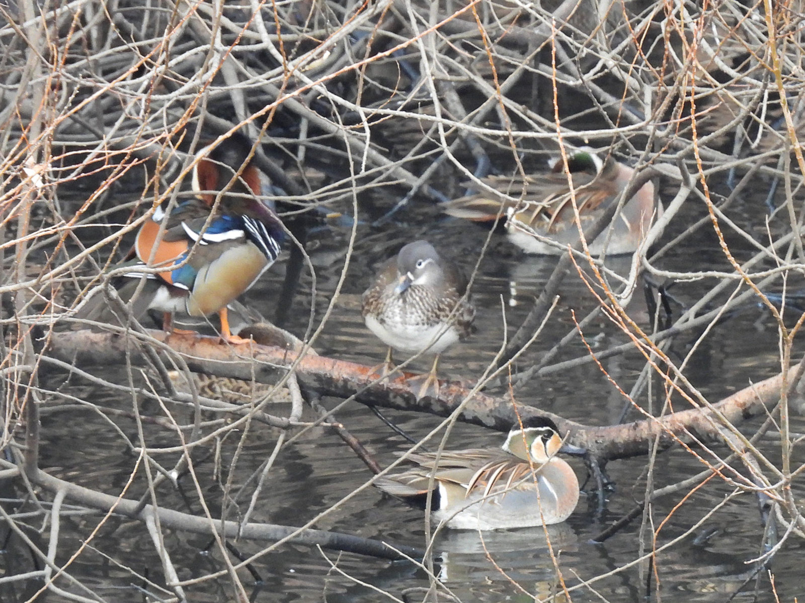 トモエガモ2羽オシドリ2羽