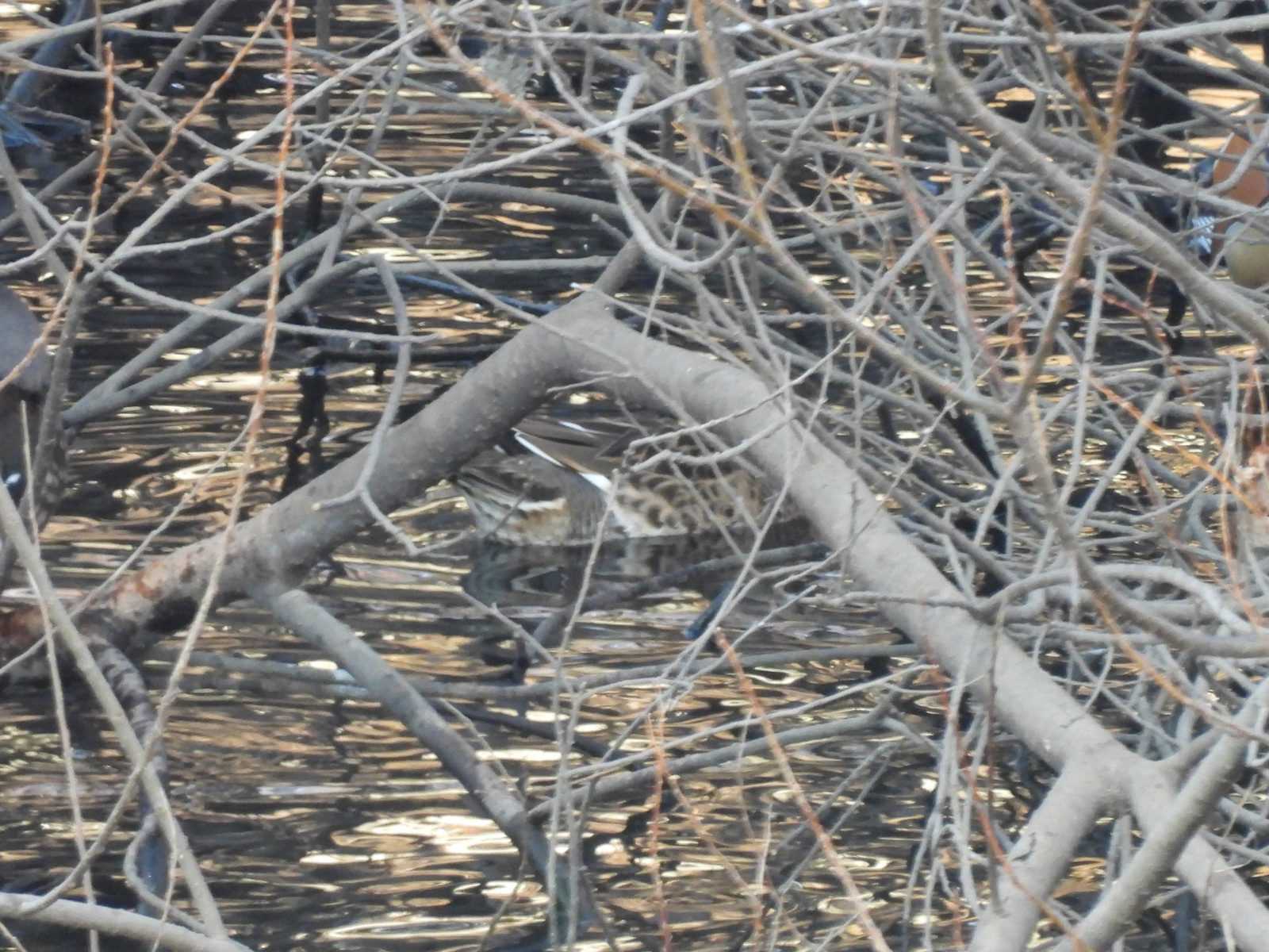 トモエガモ雌？