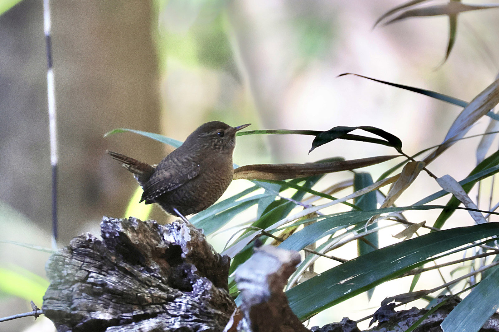 ミソサザイ右向き