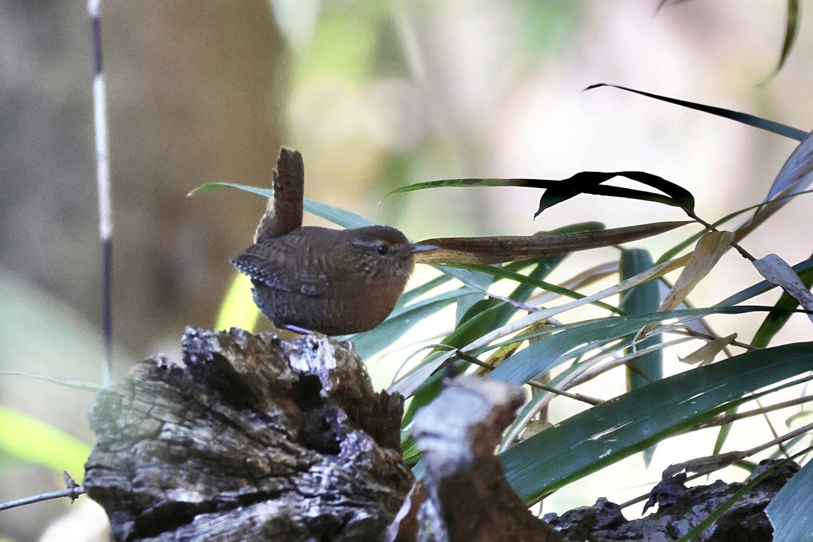 ミソサザイ右向き