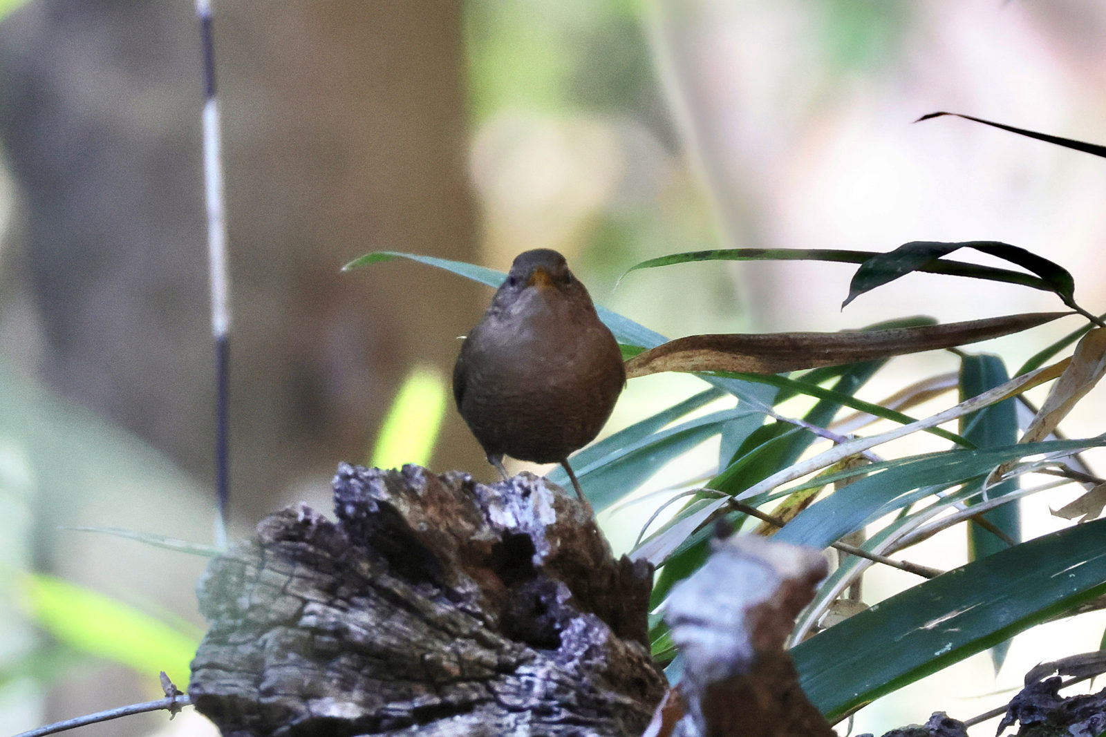ミソサザイ正面