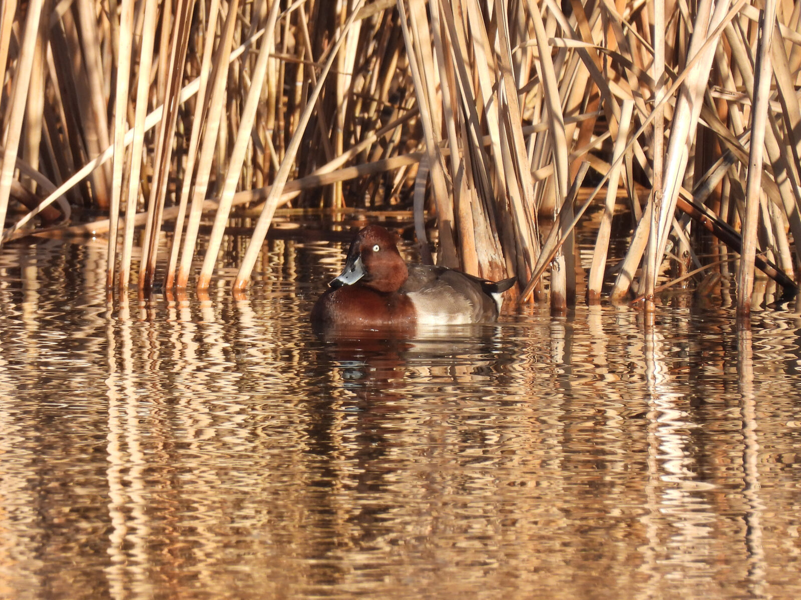 メジロガモ交雑？