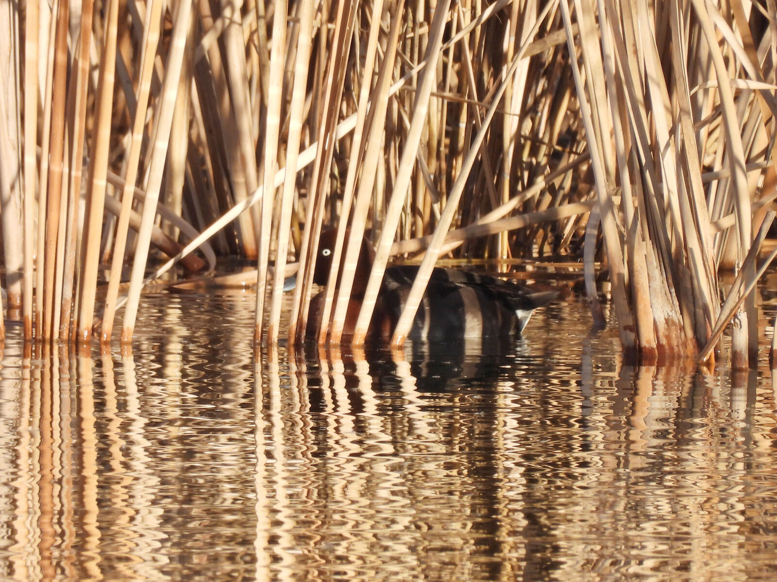 メジロガモ交雑？隠れる？