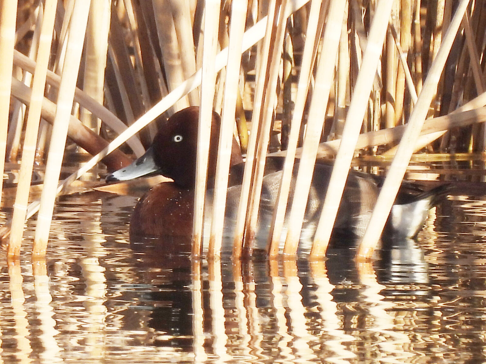 メジロガモ交雑？隠れる？