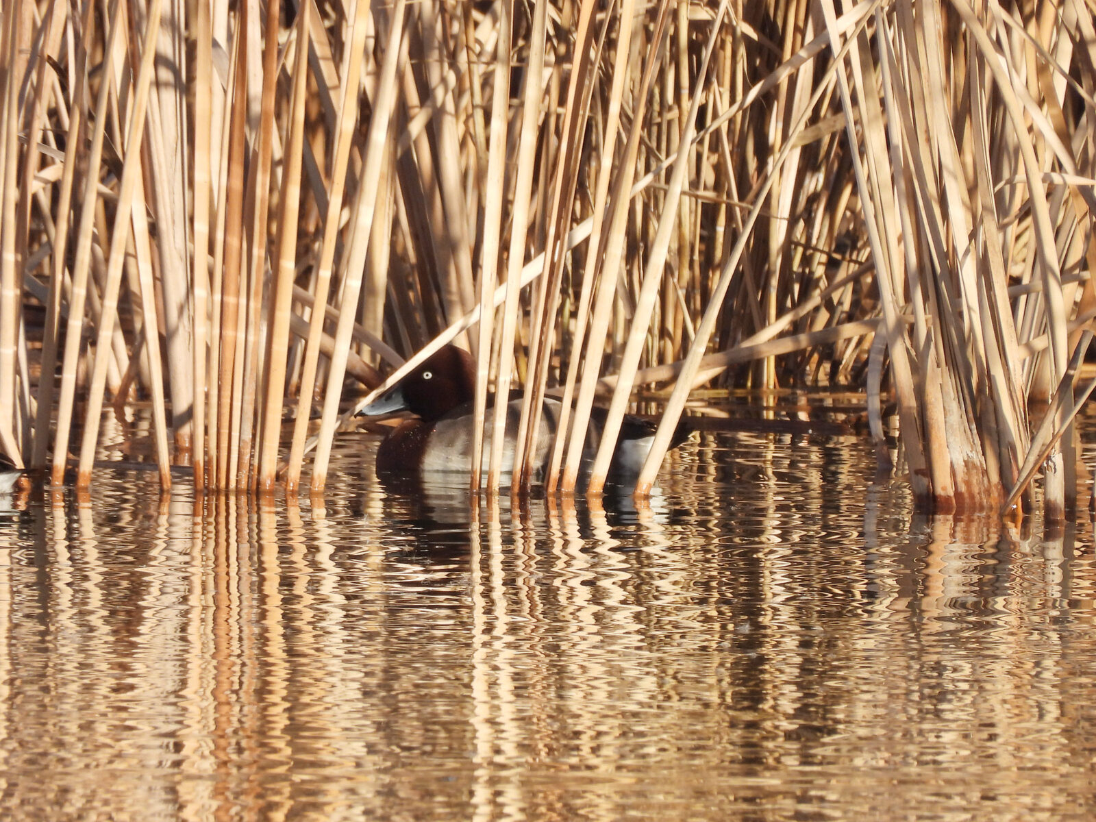 メジロガモ交雑？