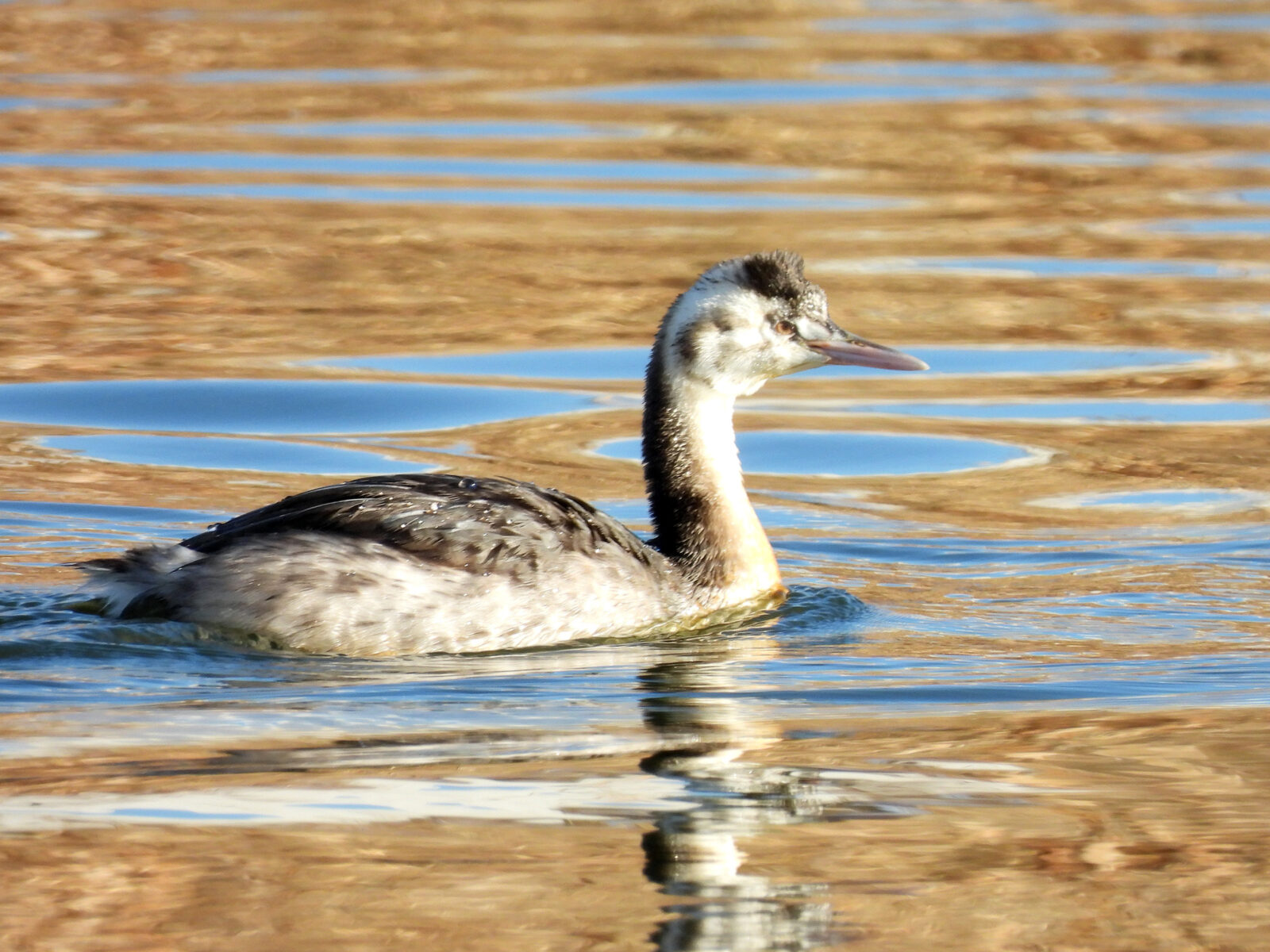 カンムリカイツブリ