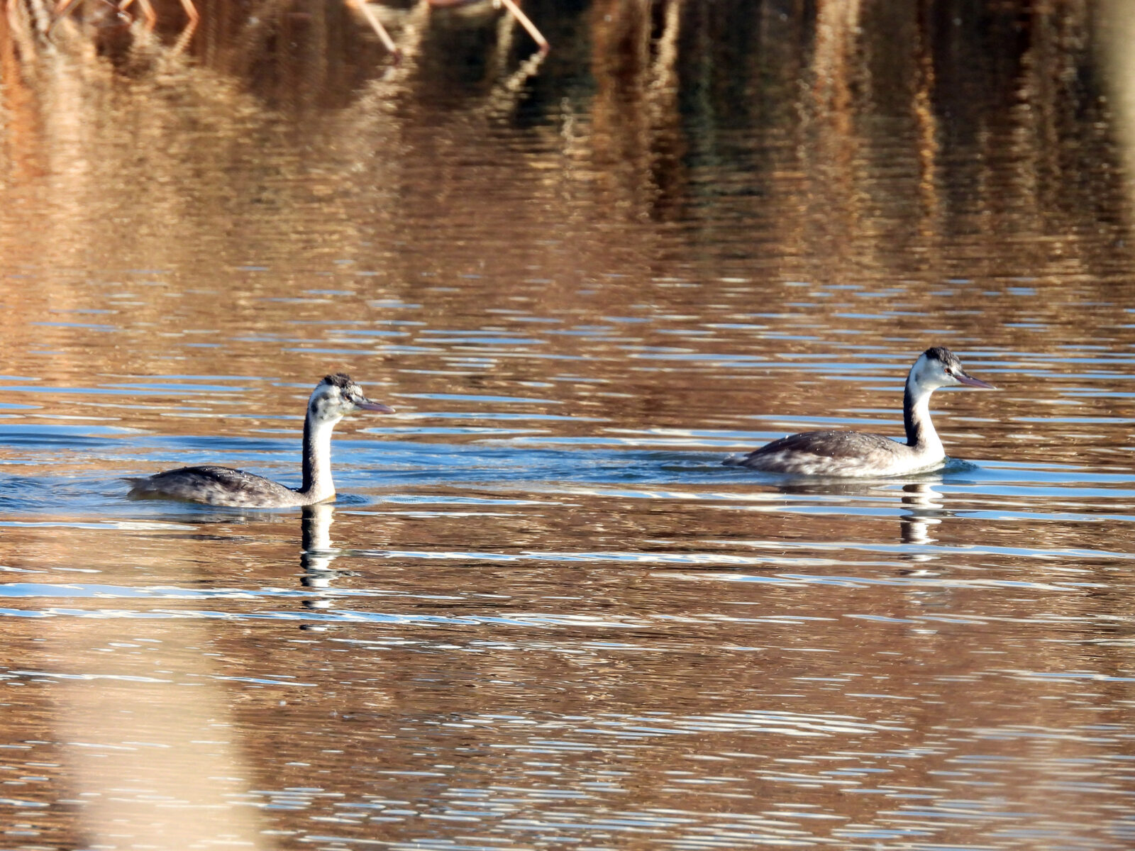 カンムリカイツブリ2羽