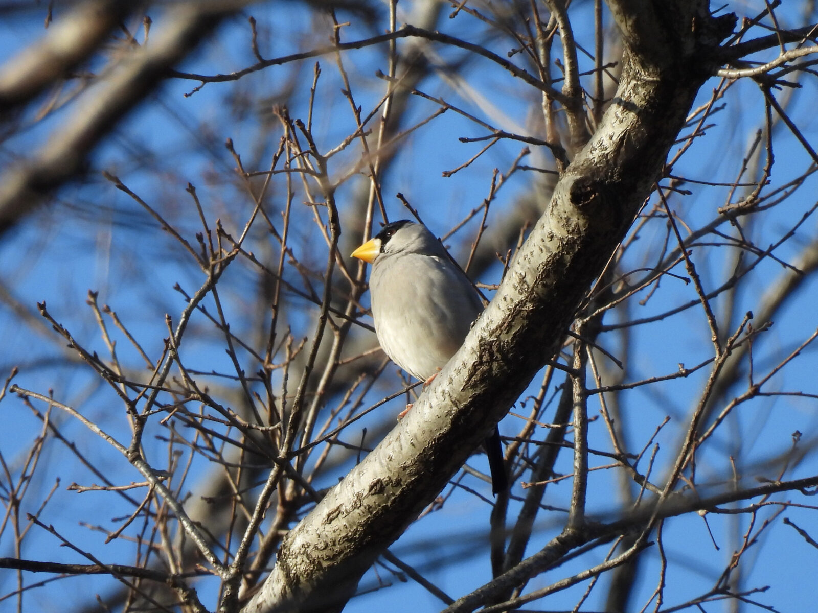 イカル空バック