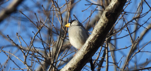 イカル空バック