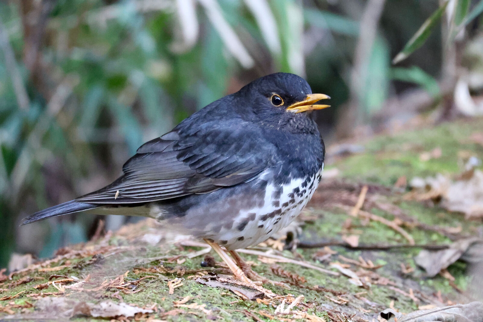 クロツグミ右向き