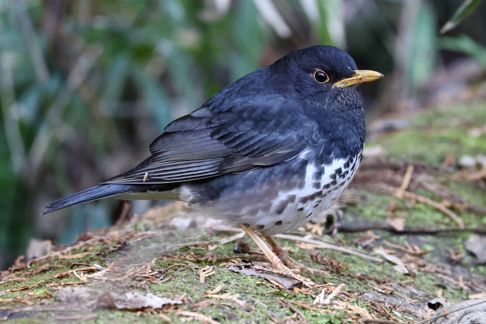 クロツグミ右向きメイン