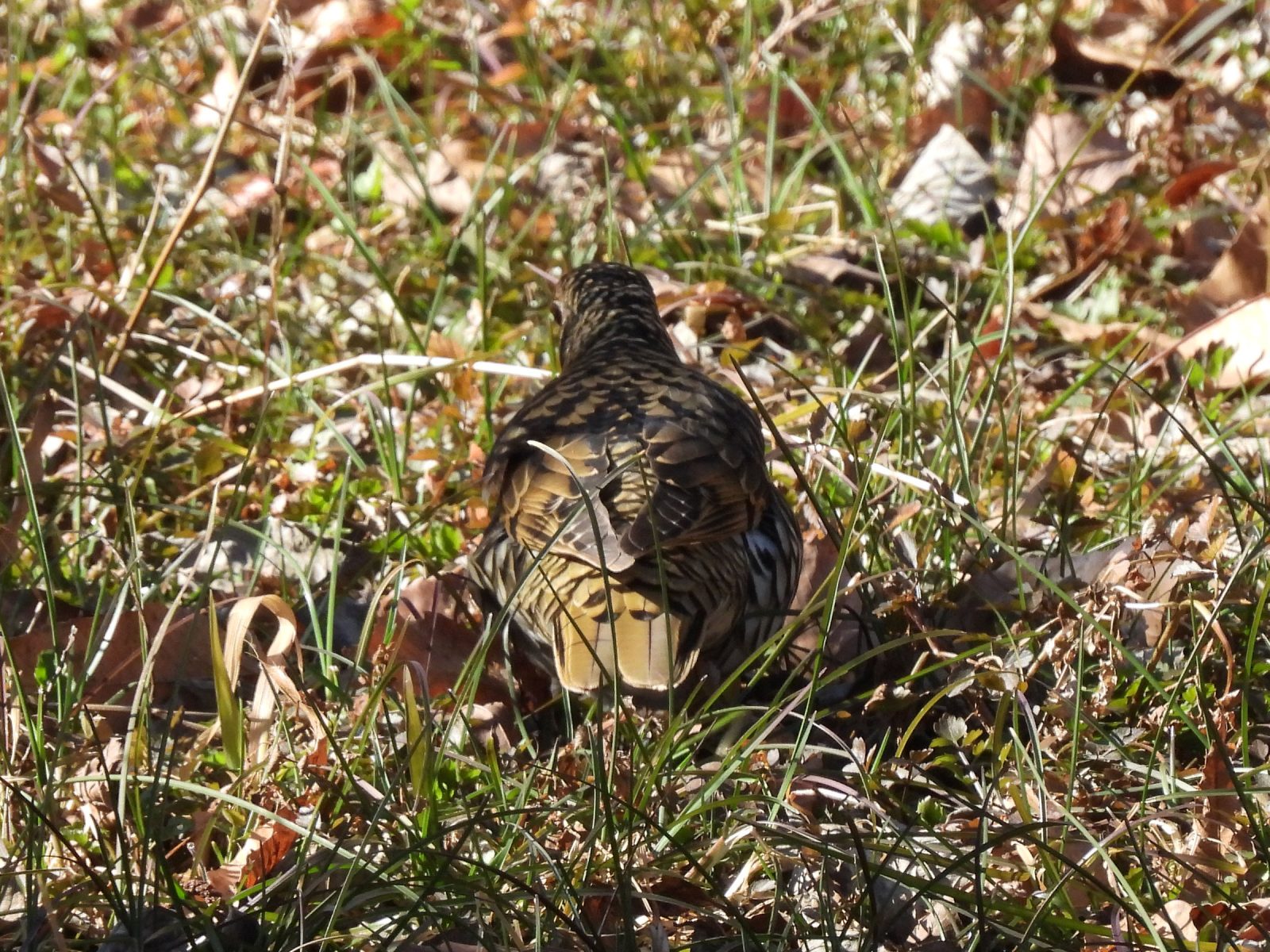 トラツグミ後ろ
