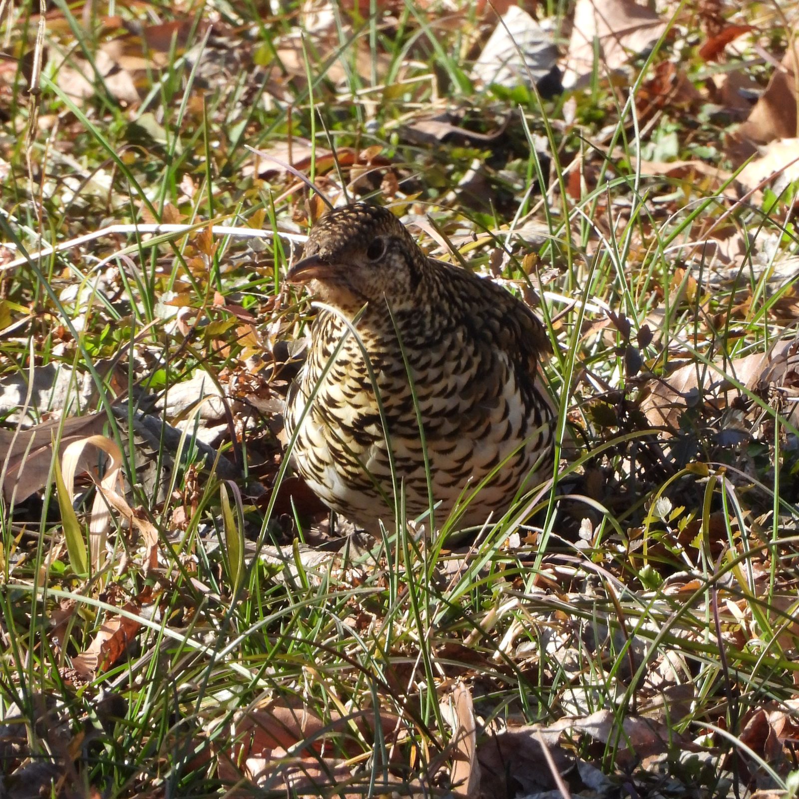 トラツグミほぼ正面