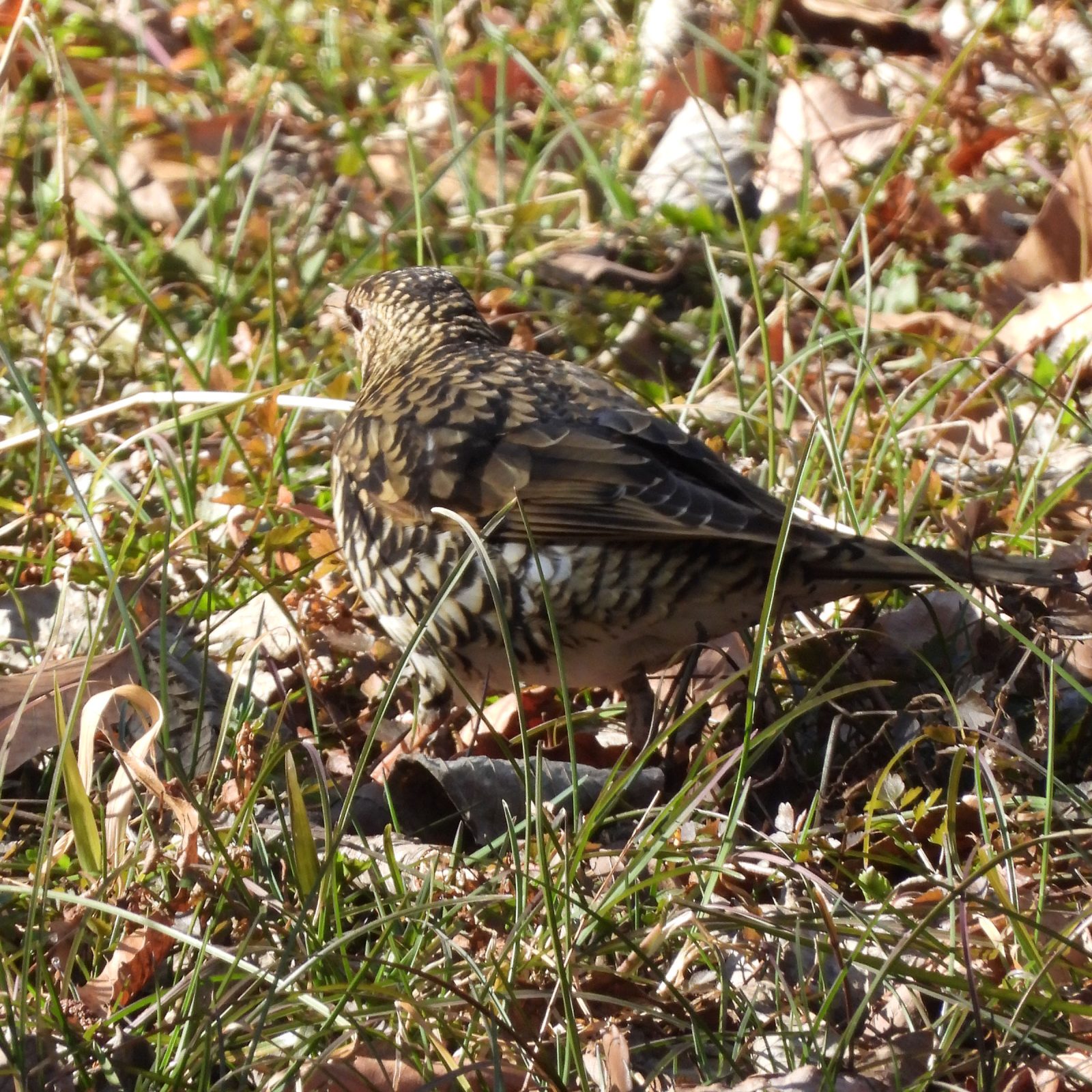 トラツグミ後ろ