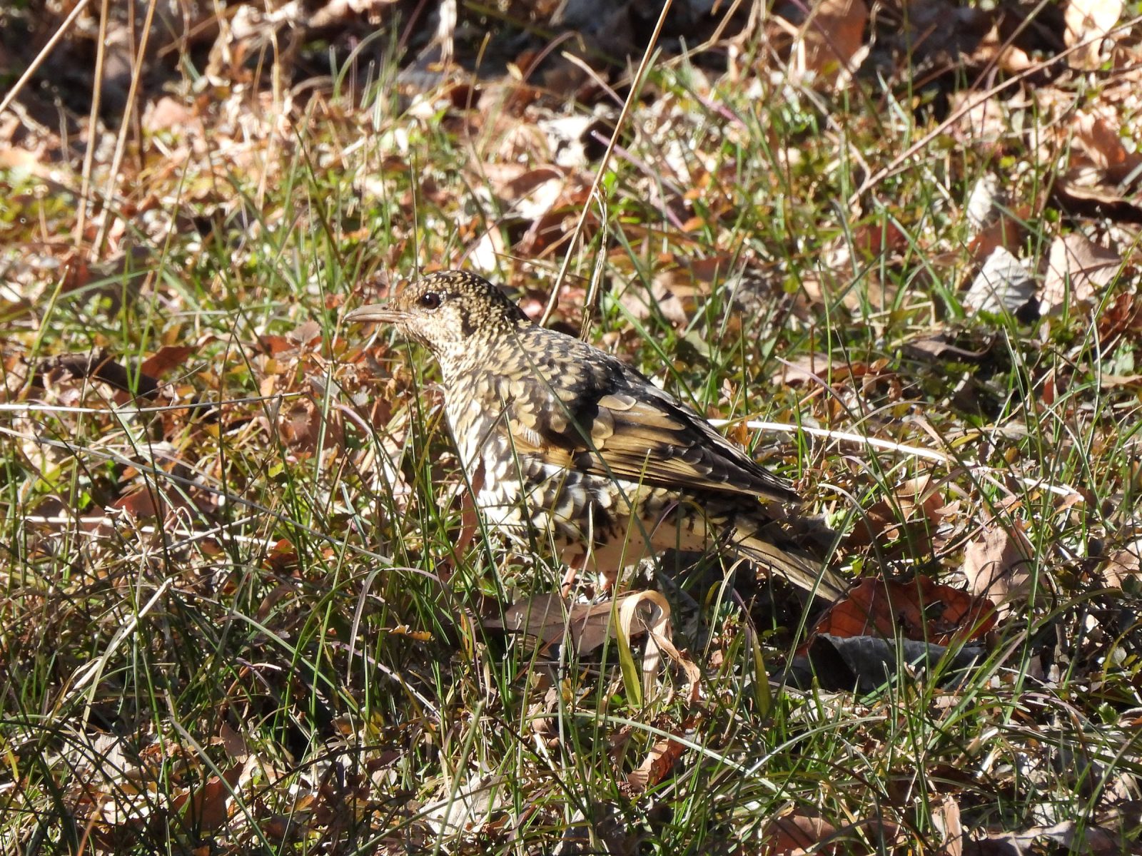トラツグミメイン