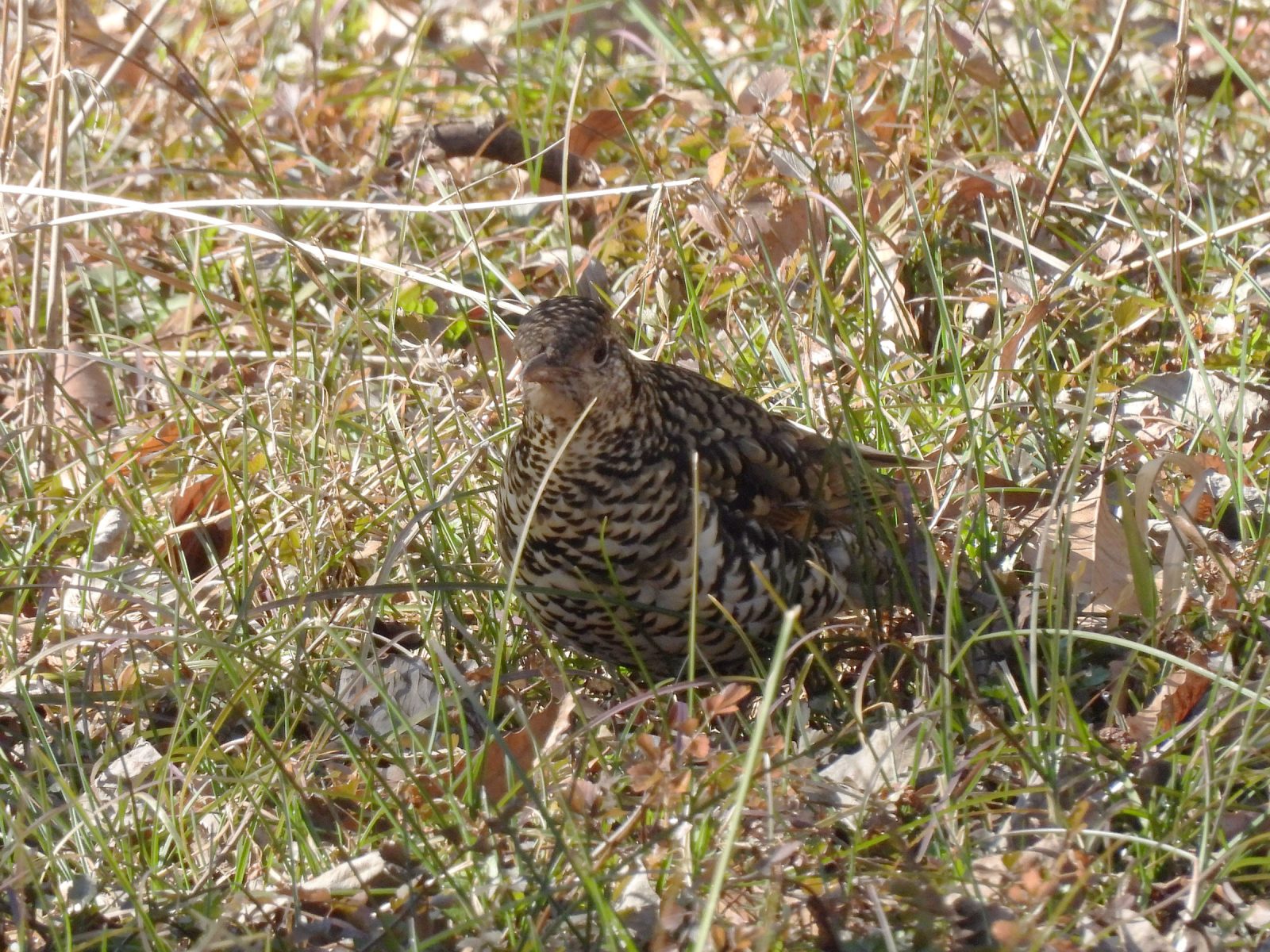 トラツグミほぼ正面