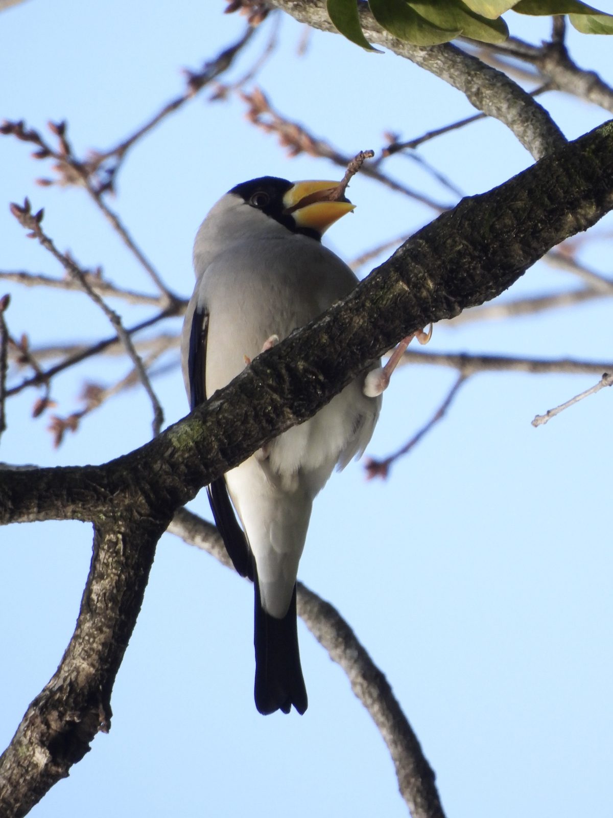 イカル新芽を食べる