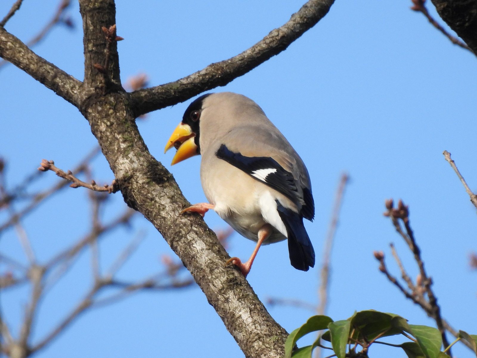 イカル新芽を食べる