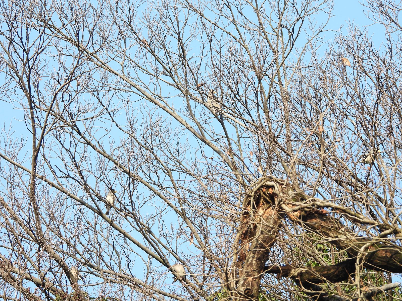 イカルが留まっている木