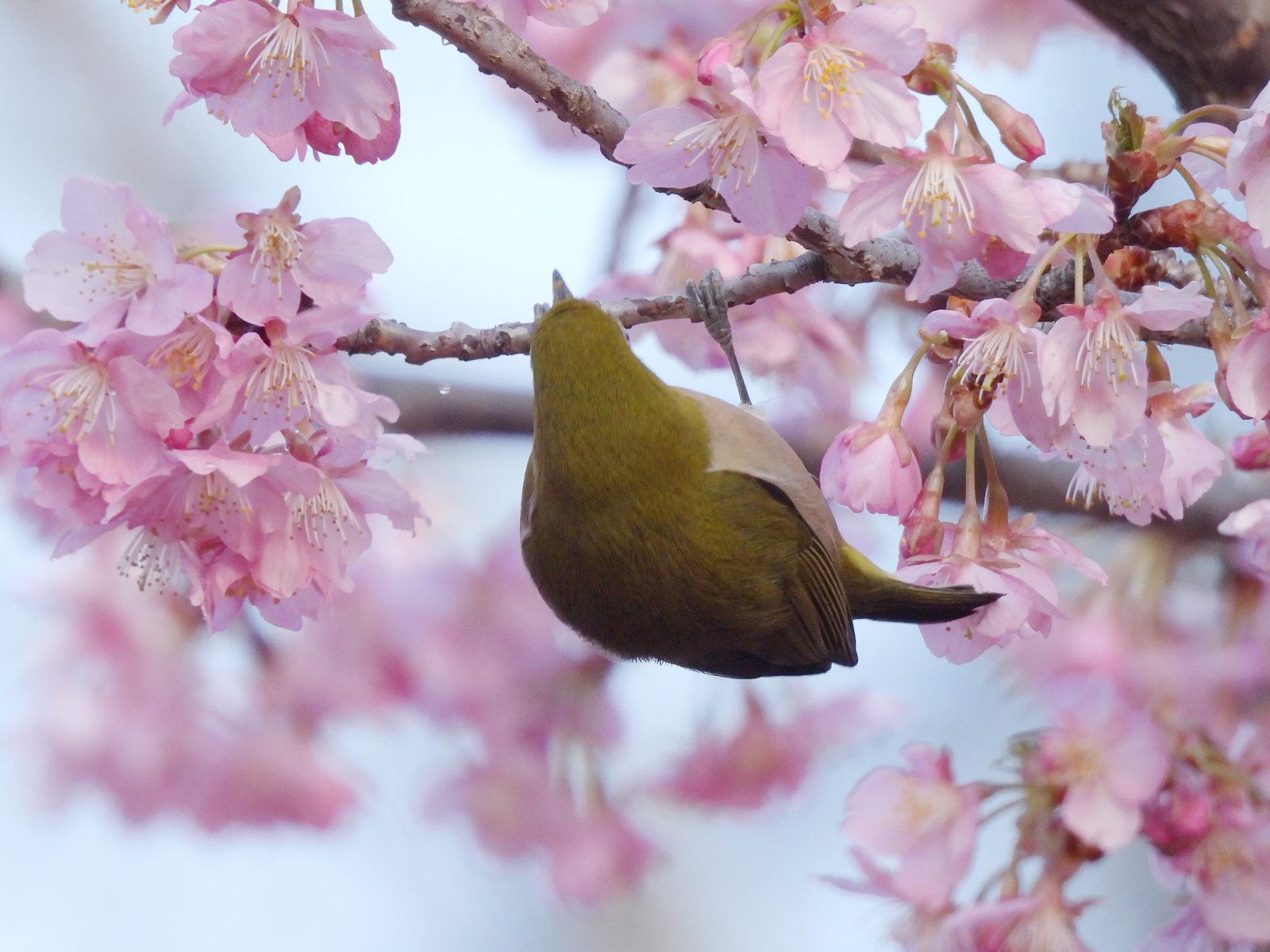 メジロ逆上がり