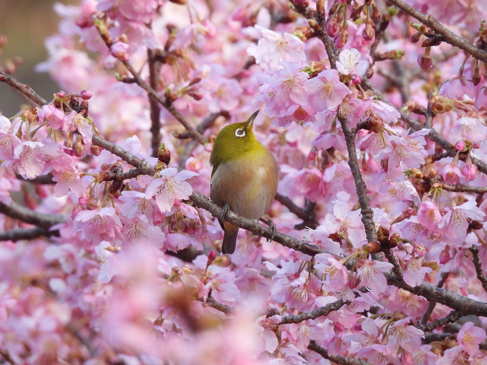 河津桜とメジロ上向