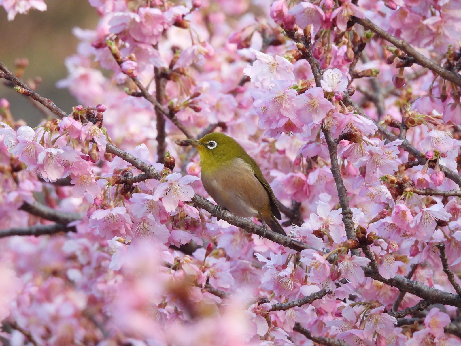 河津桜とメジロ左むき