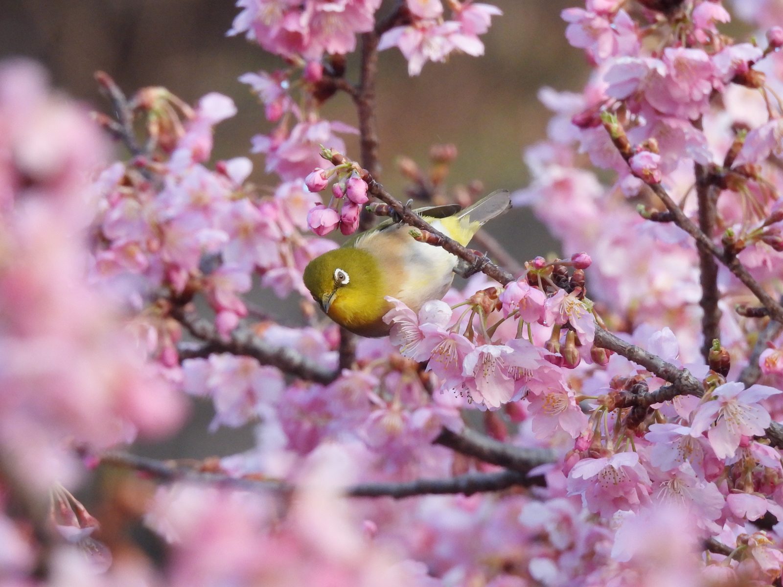 河津桜とメジロ