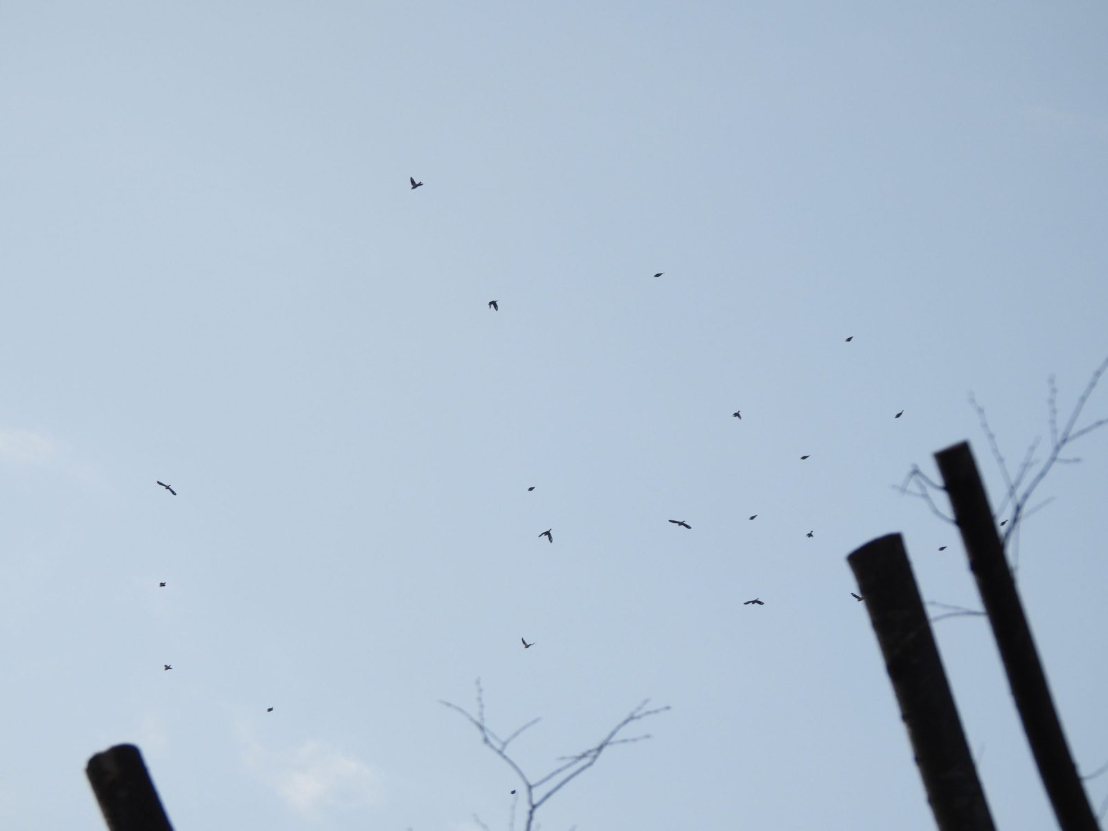 イカル小群飛翔