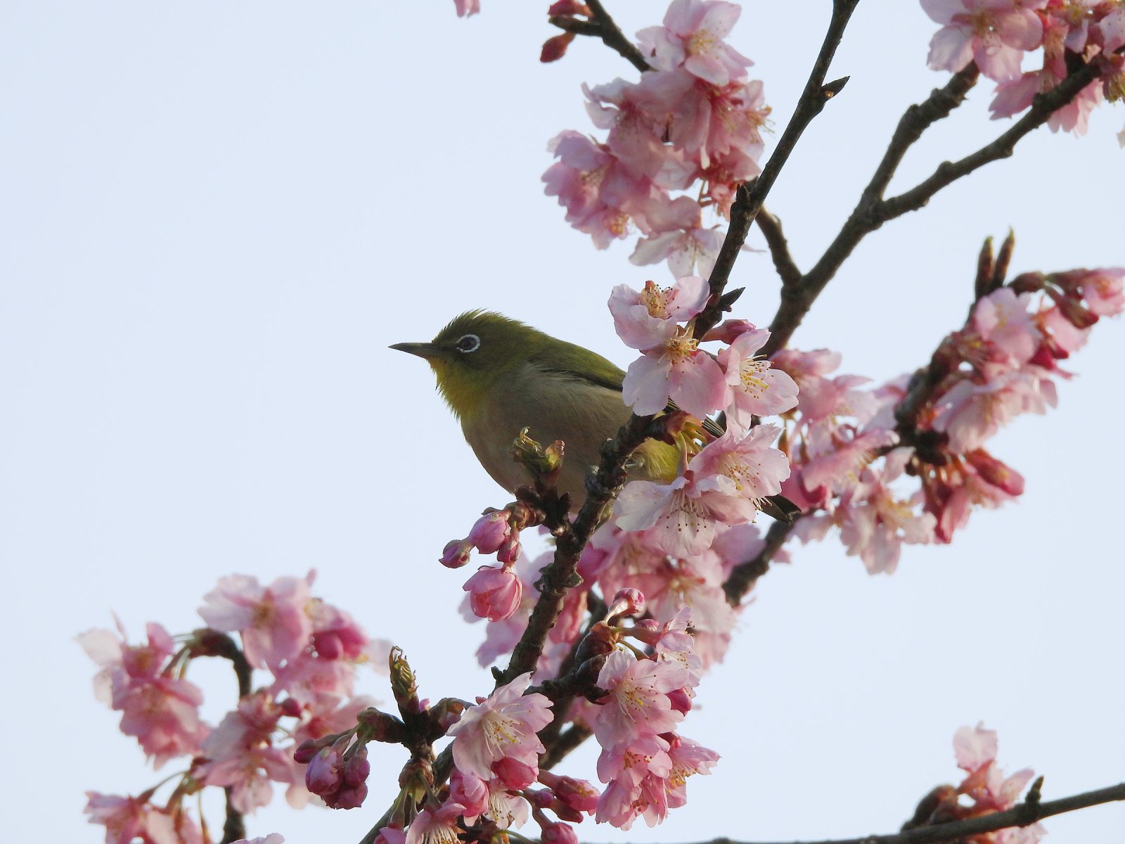 河津桜とメジロ逆光