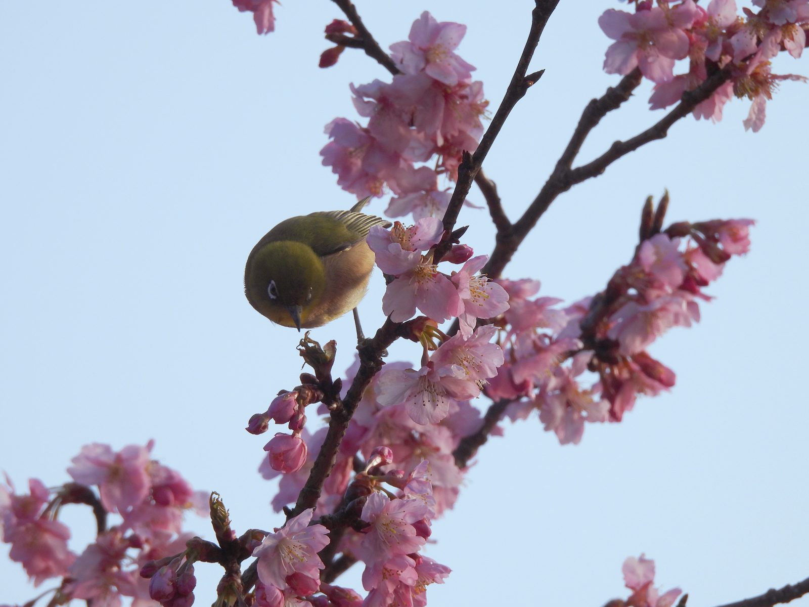 河津桜とメジロ逆光