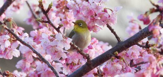 河津桜とメジロメイン