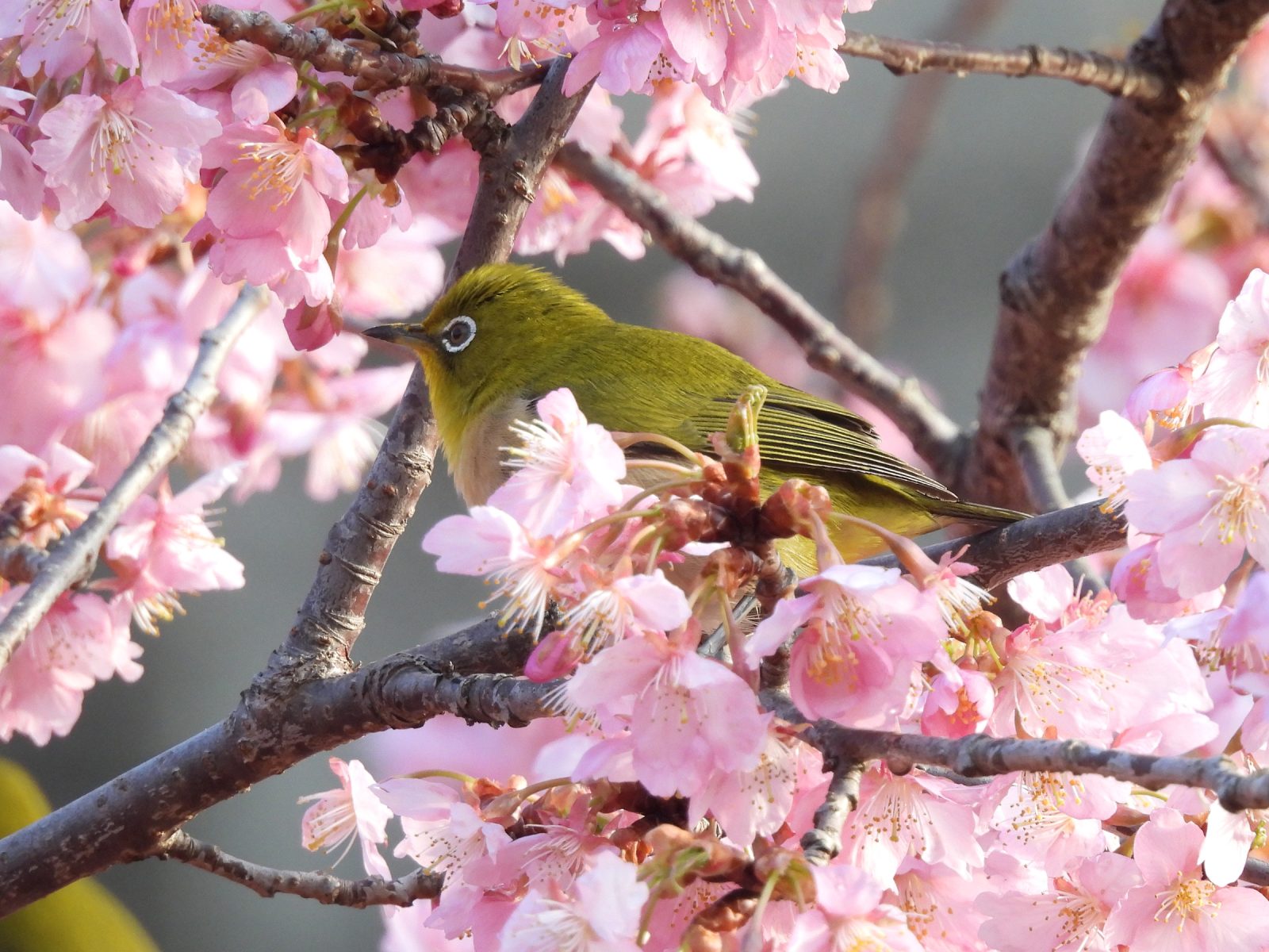 河津桜とメジロ