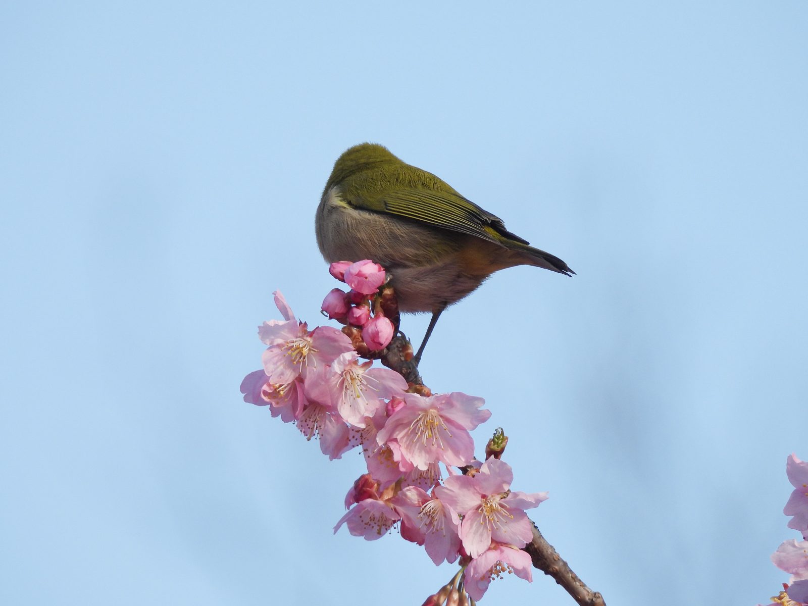 河津桜とメジロ後ろ向き