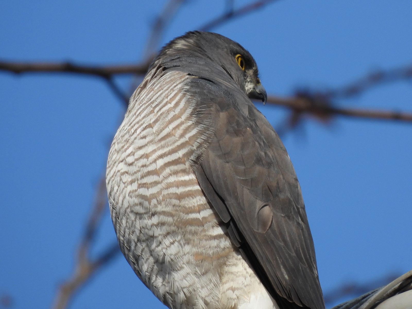 ツミ雌後ろを見る