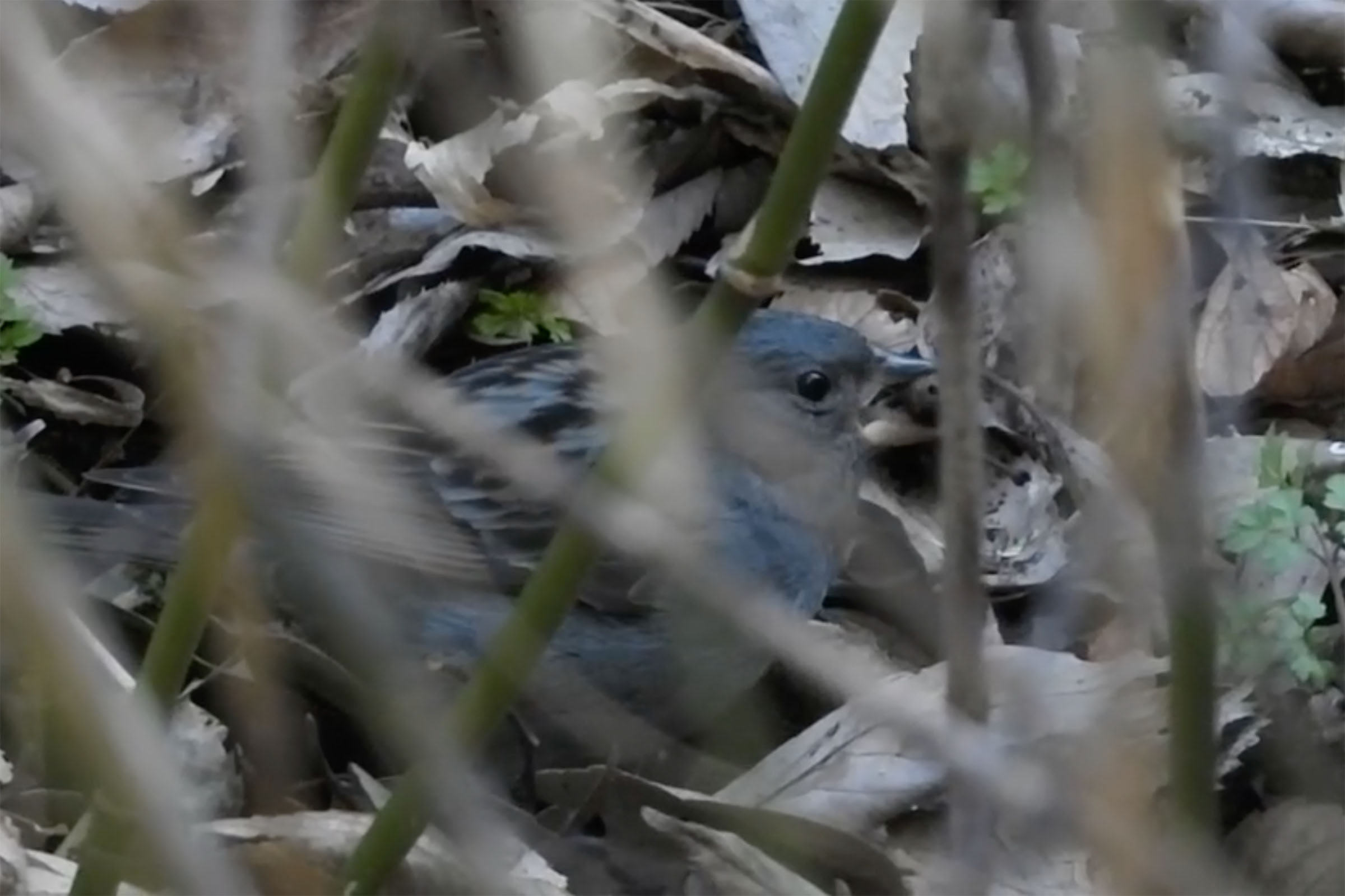 クロジスクリーンショット