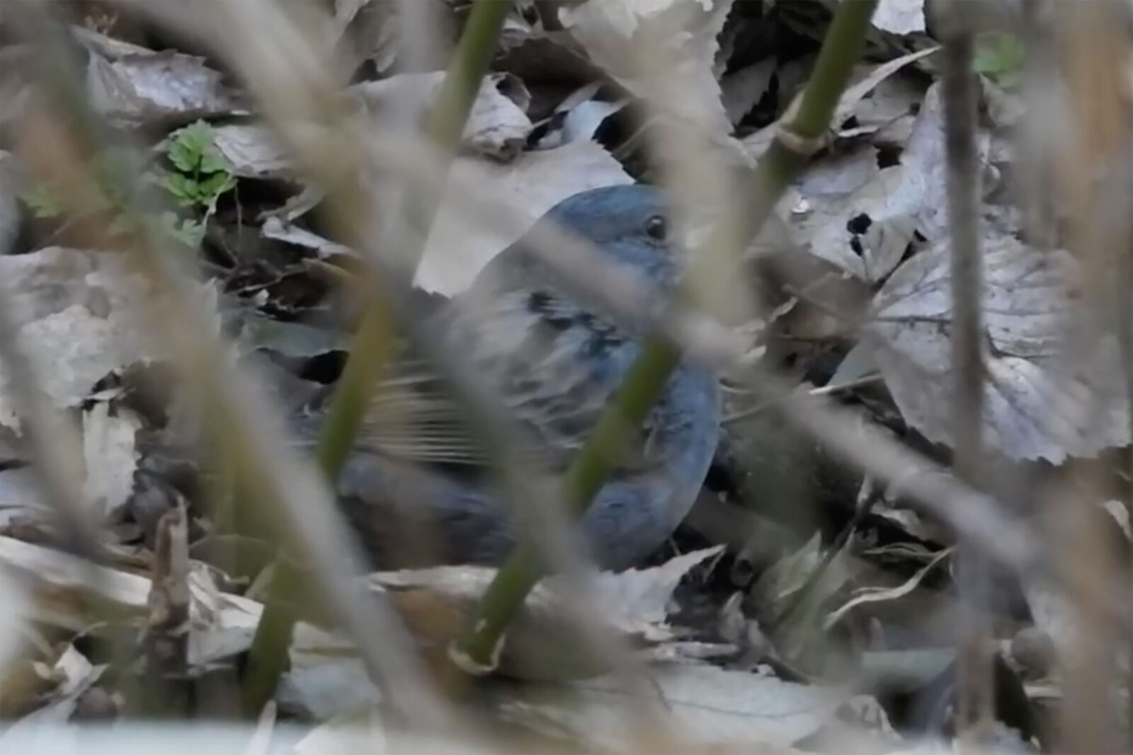 クロジスクリーンショット