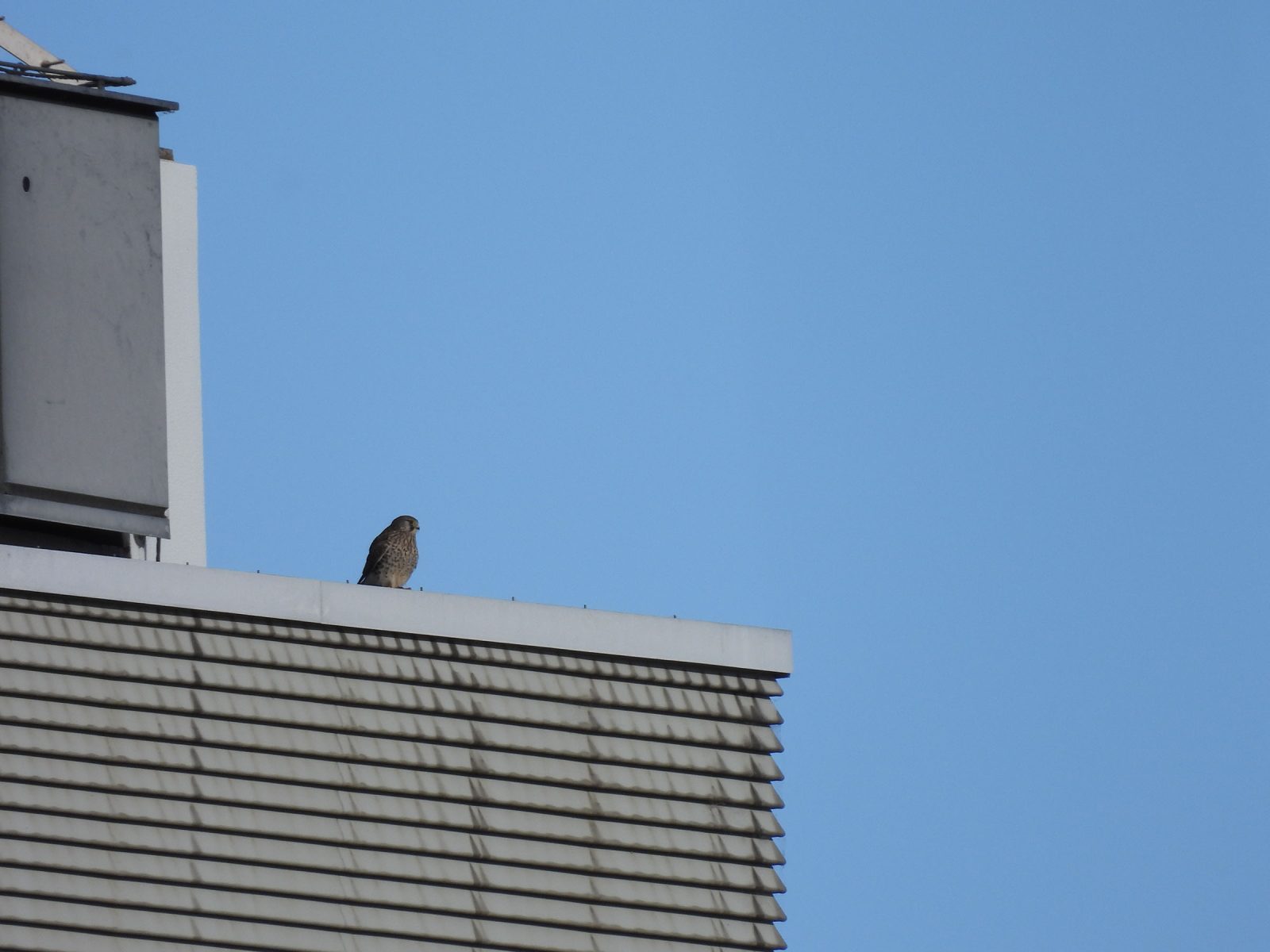 チョウゲンボウ