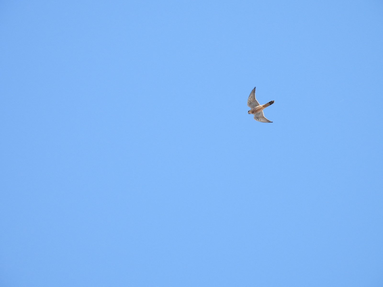 チョウゲンボウ飛翔真下から