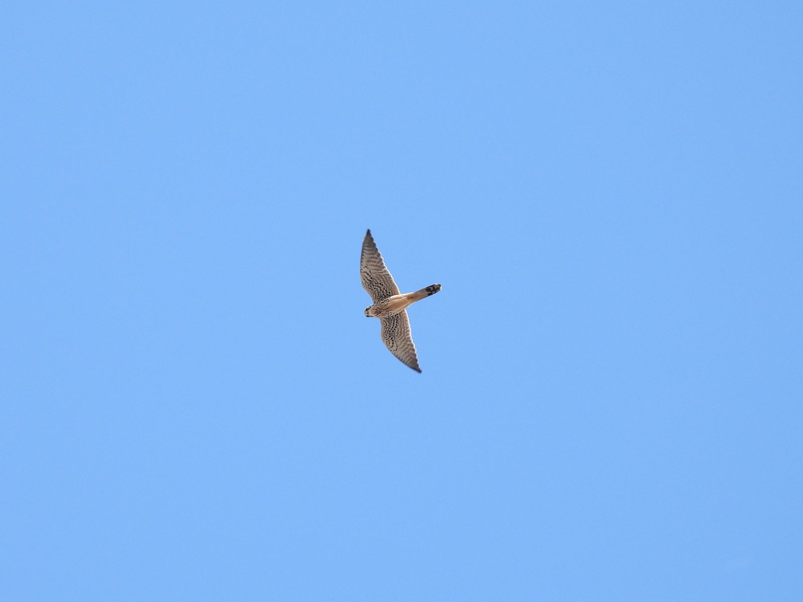 チョウゲンボウ飛翔真下から