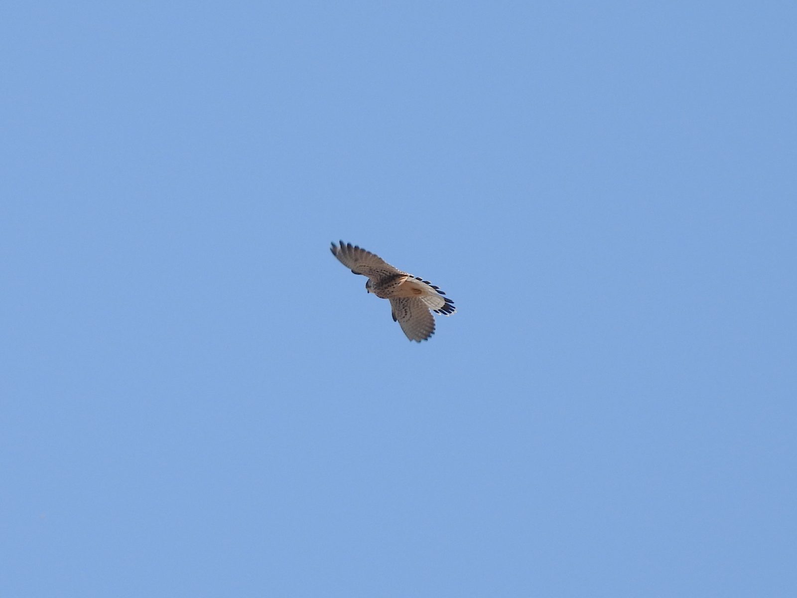 チョウゲンボウ飛翔真下から