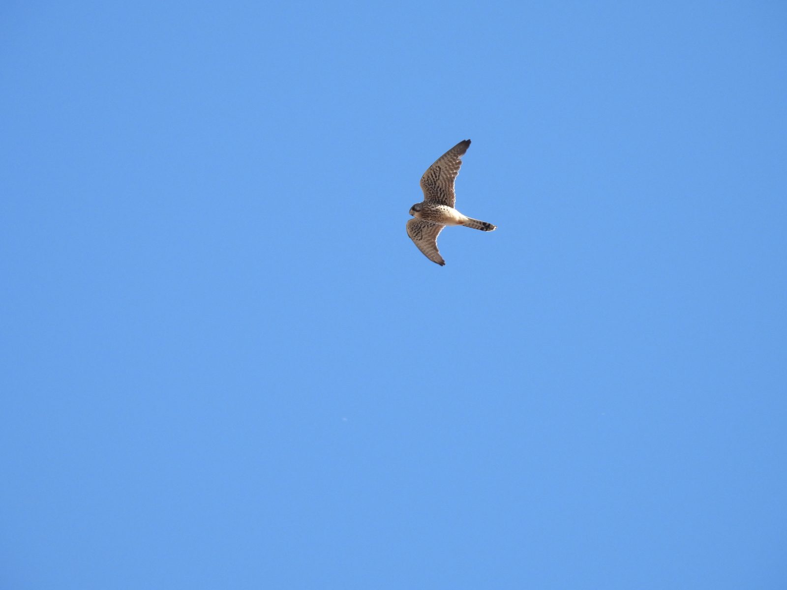 チョウゲンボウ飛翔真下から