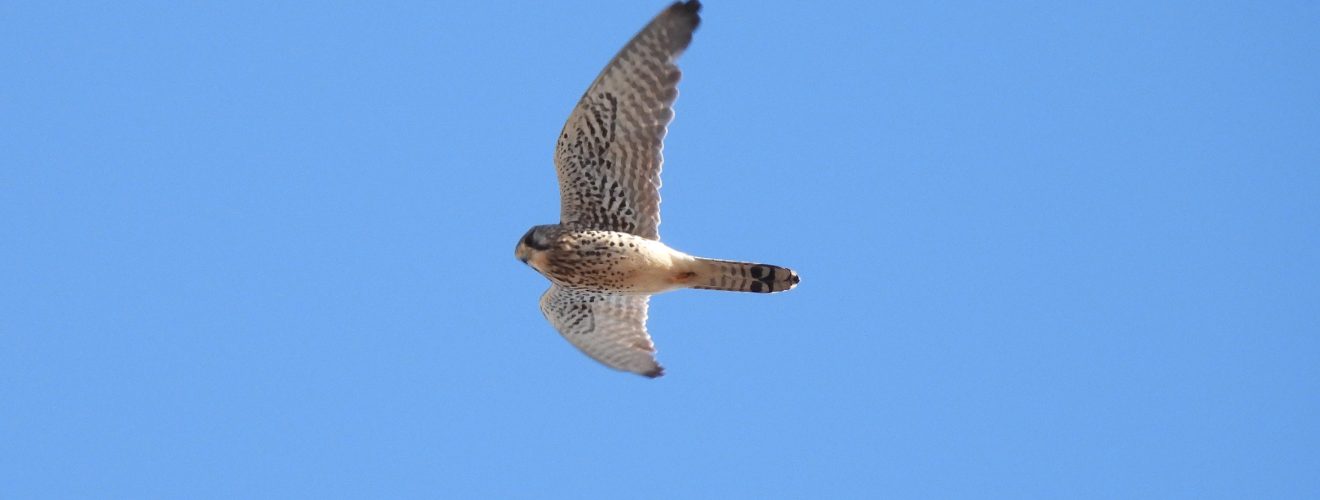 チョウゲンボウ飛翔真下から