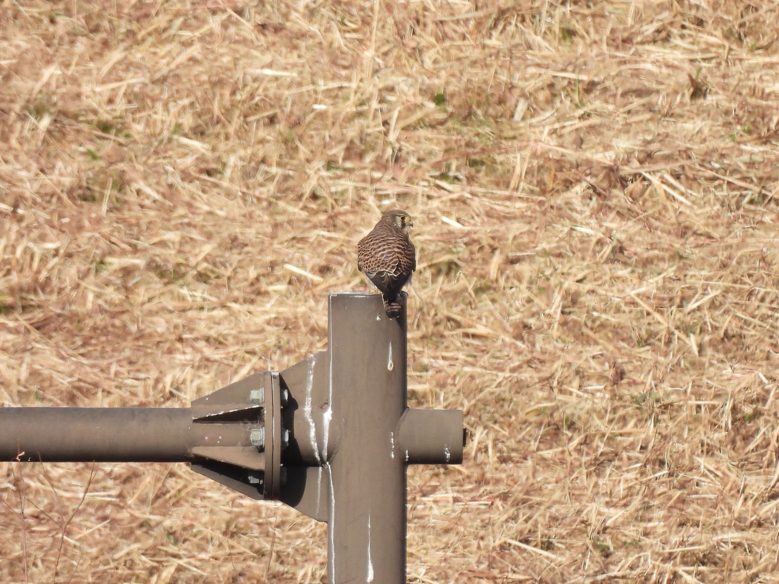 チョウゲンボウ雄