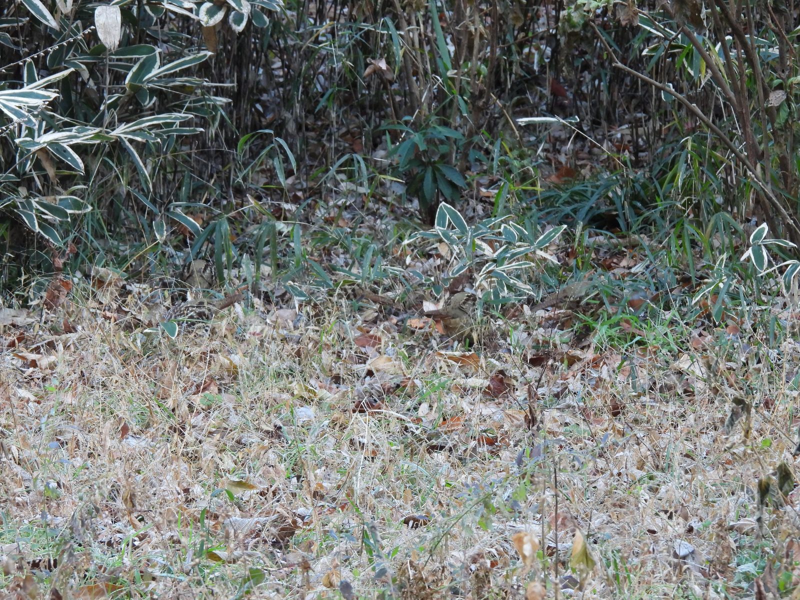 コジュケイたち