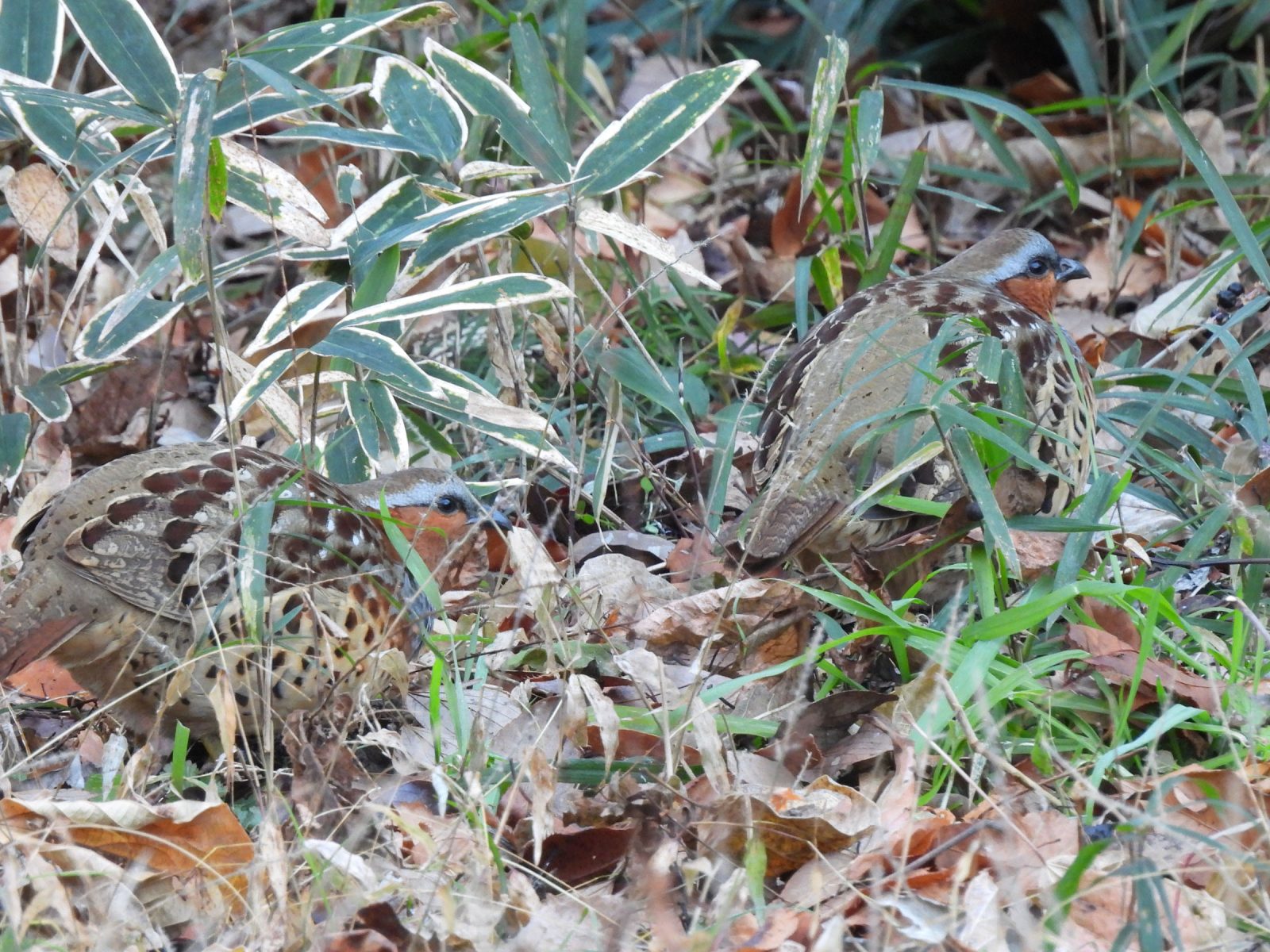 コジュケイ２羽